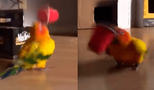 Facebook: ¿Peculiar ave es poseída por extraño espíritu? Aquí podrás saber la verdad [VIDEO]