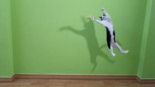 Facebook viral: ¿Este gato es el mejor portero del mundo? Video te impactará [VIDEO]