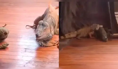 YouTube: 'iguanas' tienen una épica batalla, pero este detalle te sorprenderá [VIDEO]