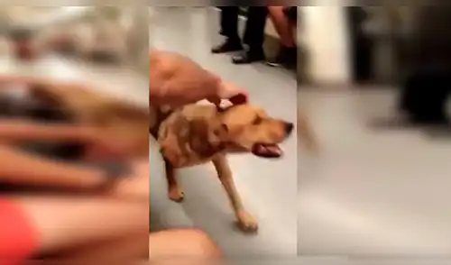 YouTube viral: perro perdido ingresó a metro y recibió cariño de varios pasajeros [VIDEO]