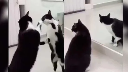 Facebook: gato queda hipnotizado al verse en el espejo, pero insólito hecho aterra [VIDEO]