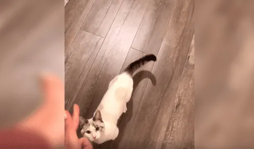 Facebook viral: gato se hace el muerto cuando su dueña le dispara con pistola imaginaria [VIDEO]