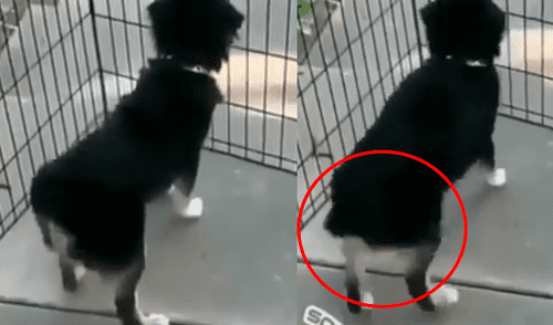 Facebook: Perro baila samba y lo llenan de halagos por su peculiar estilo [VIDEO]