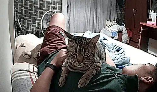 Facebook viral: gato aprovecha que su dueño duerme para expresar su amor por él [FOTOS]