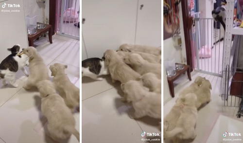 Lo abrumaron: perritos golden se abalanzan contra un gato para darle cariño
