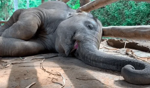 YouTube viral: captan a un bebé elefante roncando y el sonido que hace enternece las redes [VIDEO]