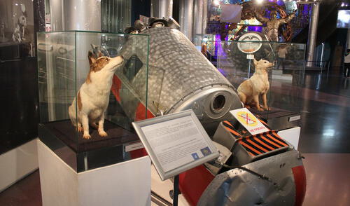 Hace 58 años las perritas Belka y Strelka regresaron de un vuelo espacial