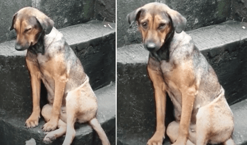 Facebook viral: Hera, la perrita ‘guardián’ que cuida la casa de su amo todas las noches