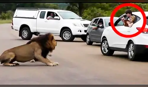 Facebook Viral: Cámaras captan el preciso instante en que león casi devora a dos niños que lo molestaban [VIDEO] 