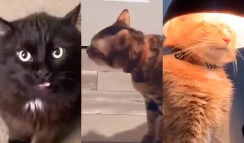 dia del gato dia del gato