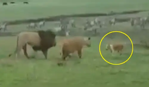 Facebook: Perro despierta a dos leones y ellos reaccionan de forma inesperada Facebook: Perro despierta a dos leones y ellos reaccionan de forma inesperada