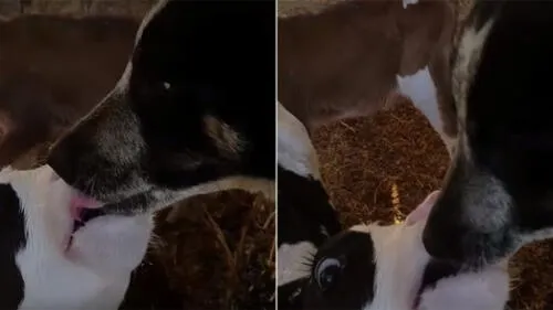 Facebook: Apasionado beso entre un vaca y perro conmueve a todos en redes [VIDEO]