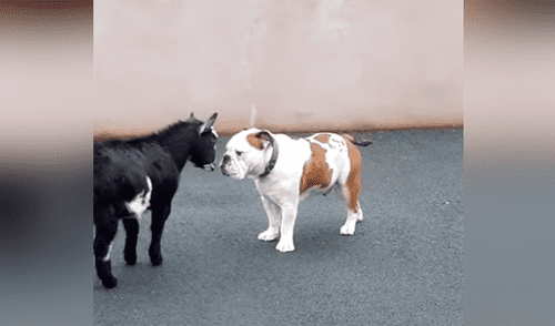 Facebook viral: Cabra bebé se arma de valor y se enfrenta a perro furioso, desenlace sorprende [VIDEO] 