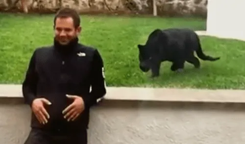 Facebook viral: ¿pantera negra atacó a su cuidador? Video causa terror en usuarios