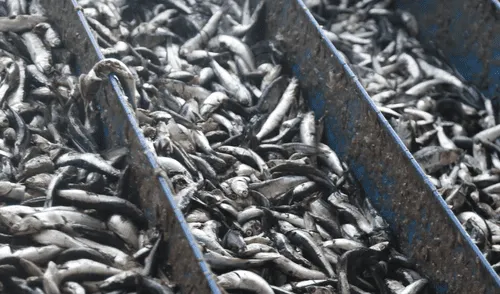 Este jueves finaliza la segunda temporada de pesca de anchoveta del 2018
