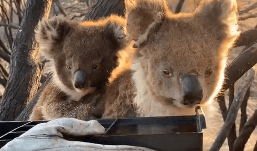 Facebook viral: mamá koala con su cría sobreviven a incendio y reciben un poco de agua de rescatista [VIDEO]