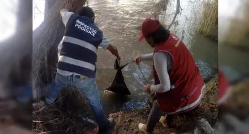 Arequipa: Incautan 60 kilos de camarón en penúltimo día de veda en Camaná
