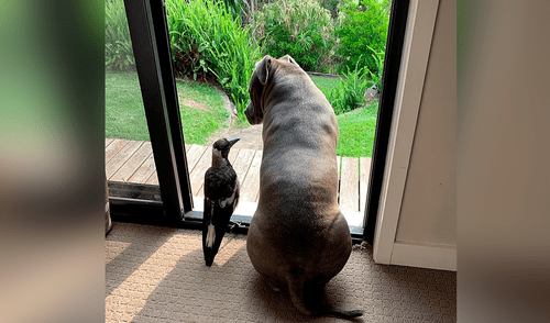 Desliza hacia la izquierda para ver las tiernas escenas protagonizadas por Molly y Peggy, los inseparables amigos. Foto: captura de YouTube Perrita encuentra a urraca herida, la cuida y ahora son inseparables amigos