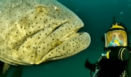 YouTube viral: extraña criatura marina aparece en 'selfie' de buzo dentro del mar [VIDEO]