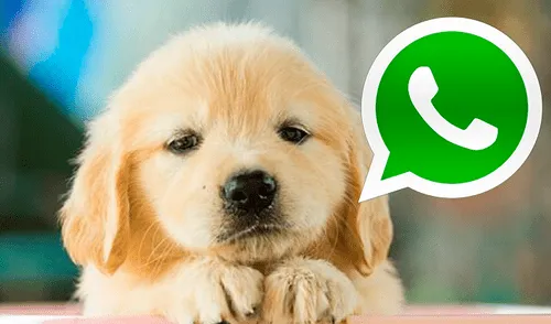 WhatsApp: un padre no quiso que su hija traiga un perro a su casa, sin imaginar que terminaría así [FOTOS]