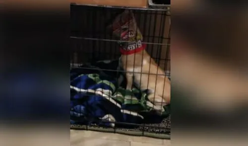 Regresa a casa y descubre a su perro comiéndose una bolsa entera de papas fritas [VIDEO]