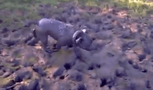 Facebook viral: Creyeron que el perro había muerto, pero estaba más ‘vivo’ que ellos [VIDEO]