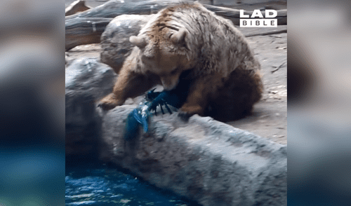 Facebook viral: Enorme oso ve que cuervo iba a morir ahogado y hace esto [VIDEO] 