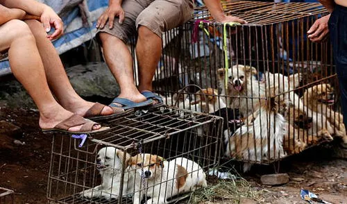 China pone fin al polémico festival de carne de perro en Yulin