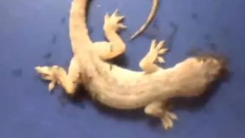 Facebook: Hormigas asesinas devoran una lagartija y el final es de película