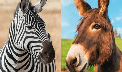 Facebook: Burro y cebra tienen una cría y apariencia de esta criatura sorprende a todos Facebook: Burro y cebra tienen una cría y apariencia de esta criatura sorprende a todos