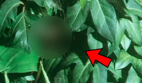 YouTube viral: pequeña araña le roba la presa a enorme 'criatura' que tenía decenas de víctimas [VIDEO]