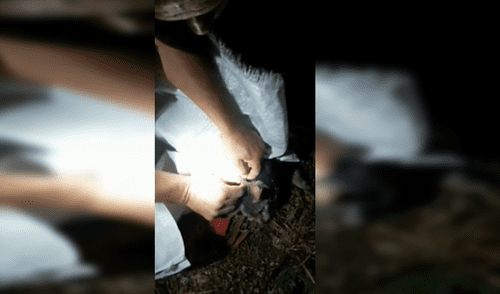 Facebook: Gato 'burrier' fue detenido por policía penitenciaria [VIDEO]