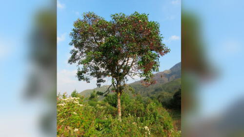 Reforestarán con árboles de la quina y aliso Reforestarán con árboles de la quina y aliso