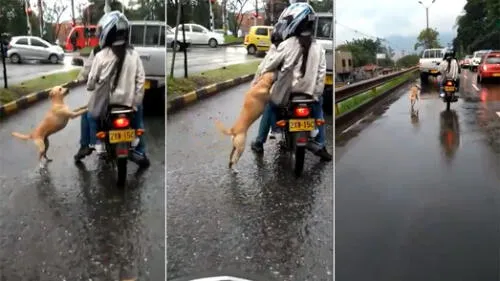 Facebook viral: Conmoción al ver a un perrito suplicando que no lo abandonen [VIDEO]