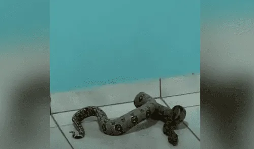 YouTube viral: oyen extraños sonidos y encuentran a enorme serpiente pitón