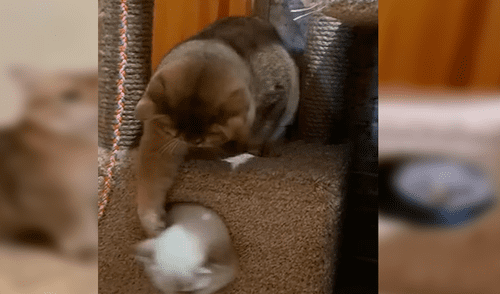 YouTube viral: gato se pone celoso de la nueva mascota de su dueño y lo encierra [VIDEO]