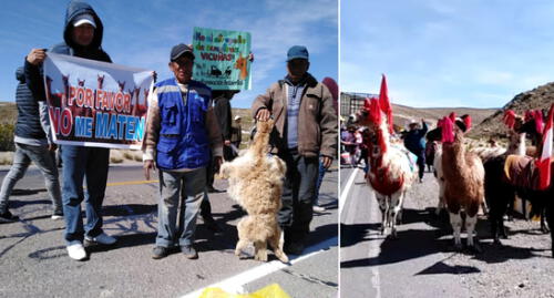 Arequipa: Bloquean vías por muerte de vicuñas y contaminación en Pampa Cañahuas [VIDEO Y FOTOS]