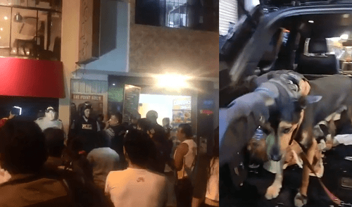 Independencia: Decomisan presunta "carne de perro" en chifa [VIDEO]