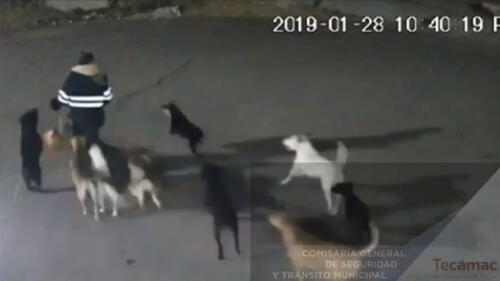 Registran cómo murió mujer tras sufrir feroz ataque de perros callejeros 