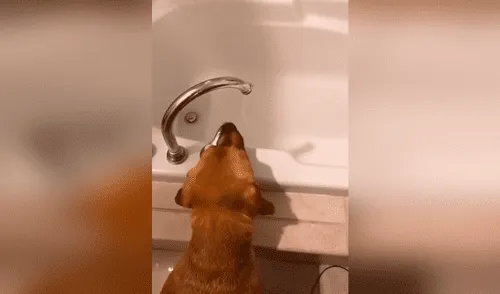 Descubre a su perro abriendo la llave de la tina de baño para beber agua