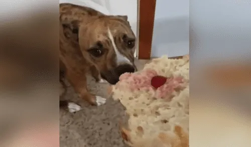Perro