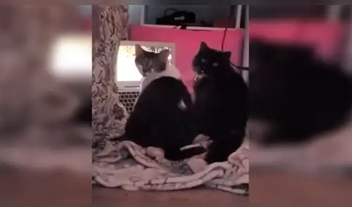 Facebook viral: deja a sus gatos solos en casa y al volver los encuentra en una divertida escena [VIDEO]