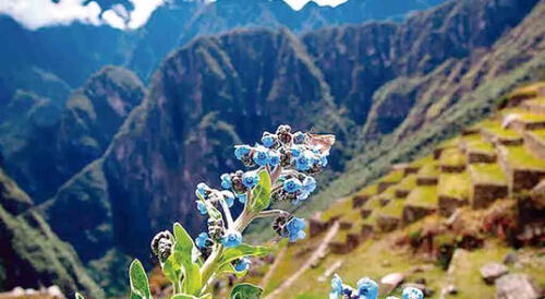 RIQUEZA. El Santuario de Machupicchu alberga cientos de especies de animales y plantas.