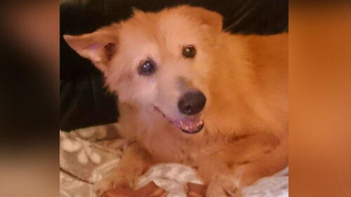 La desgarradora historia de Pinchito, el perro que fue esclavo sexual por 5 años