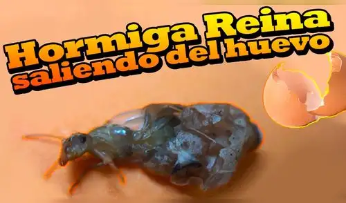 YouTube: Graban el nacimiento de una hormiga reina y video sorprende al mundo