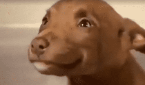 Vía Facebook: tierno cachorro 'sonrie' al saber que será adoptado y tendrá nueva familia [VIDEO] 