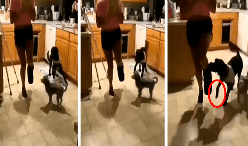 Facebook viral: chica con el pie enyesado fue imitada por sus perros de la peor forma posible [VIDEO] 