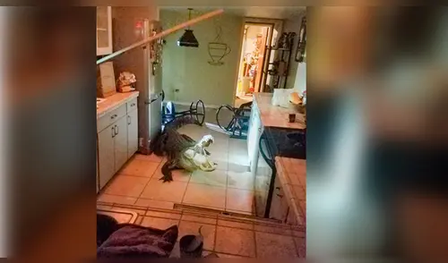 Facebook viral: Furioso cocodrilo ingresa por la ventana de una casa y sorprende a su dueño [VIDEO]