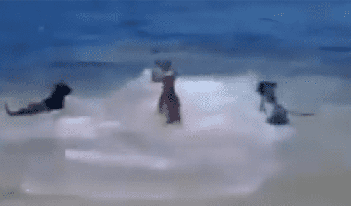 Facebook viral: Feroz tiburón ataca a perro y sus amigos van a su rescate 