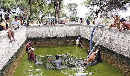Piura es la cuarta región del país con actividad acuícola